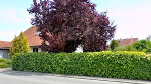 Weintrauben aus dem eigenen garten: Wilder Wein Jungfernrebe Im Pflanzenlexikon Gartennatur Com