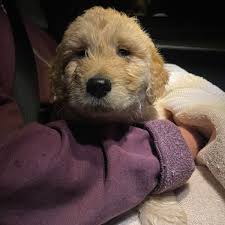 Owner Brings Puppy With Birth Defect To The Clinic To Be Euthanized, But The Vet Has Other Plans