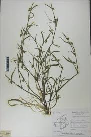 Image result for Commelina subulata