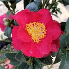 Bright red single blooms with glossy, dark green leaves. Flowerwood 2 5 Qt Yuletide Camellia Sasanqua Shrub With Christmas Red Blooms 7995q The Home Depot