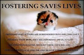 I decided to put them in a carton, will she run away with kittens if i put her in the box? Friends Of Ferals Foster Kittens Cats Home Facebook