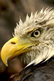 White Canvas The Eagle Has Landed Photographer Kartal
