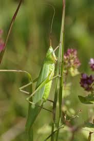 Image result for Ruspolia sp. no. 1 (Biegel 5407)