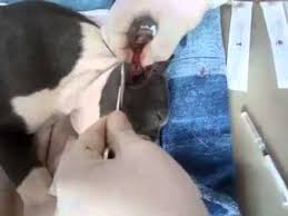 Pitbull Kulak Kesimi Youtube
