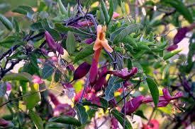 Image result for Dolichandra