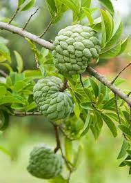Tree fruits and even many bush berries take several years before you get any kind of harvest. 10 Fast Growing Fruit Trees In India India Gardening