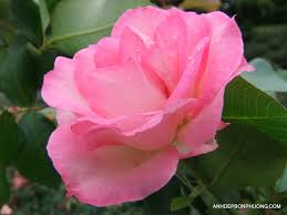 Kết quả hình ảnh cho hình ảnh hoa hồng