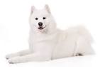 Samoyed Dog Breed Information | Breed Advisor