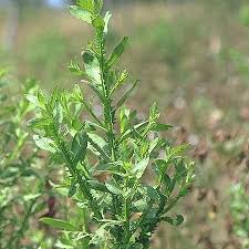 Image result for Laggera crispata
