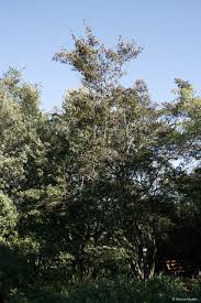 Image result for Combretum kraussii