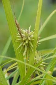 Image result for Carex brassii