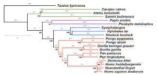 Natural Classification Phylogeny