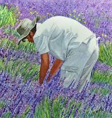 Buchshecke mit lavendel für hecke im schatten? Lavendelpflucker Lavendel Ernte Aquarellmalerei Mann Von Rainer Weigl Bei Kunstnet