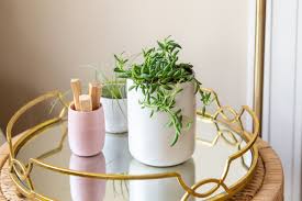 Each plant, to enhance its beauty, should be individually selected a unique pot, pot or casing available in our store. String Of Bananas Plant Care Growing Guide