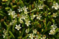 Image result for Limosella capensis