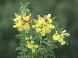 Image result for Lotononis bainesii