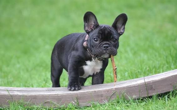 Dog Breed Guide: French Bulldog | Pets Best
