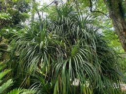 Image result for Pandanus candelabrum