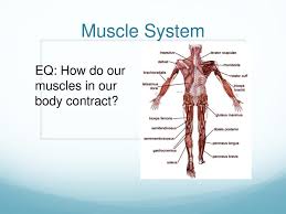 (2) the chemical reactions lead to the muscle fibers reorganizing themselves in a. Eq How Do Our Muscles In Our Body Contract Ppt Download