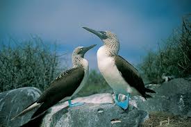 Galapagos Birding And Photo Cruise Tropical Birding Tours Galapagos Enchanted Island Animals Wild