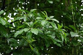 Image result for Lecythidaceae