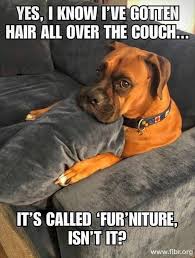 Funny dog memes the ultimate funny dog memes d the meme planet. Amazing Magic Clean Pro Funny Dog Pictures Funny Dog Memes Funny Cats And Dogs