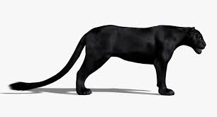 3d Black Panther Fur Animation Black Panther Panther Black Jaguar