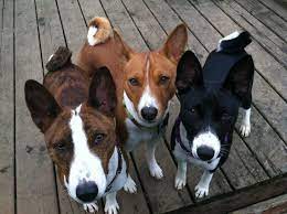 Basenji Colors Basenji Dogs Dog Breeds Puppies