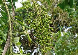 Image result for Aiphanes horrida