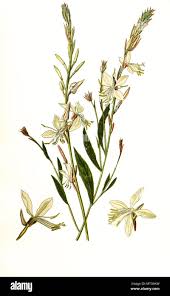 Image result for Oenothera lindheimeri
