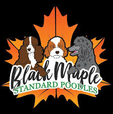 I bought my standard poodle, sansa, as a puppy for $2 000 from a reputable standard poodle breeder in arkansas. Standard Poodle Pups Home Facebook