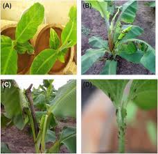 .bananas (musa spp., order zingiberales), primarily due to its role as a vector of banana bunchy top virus (bbtv), the most severe viral disease of banana worldwide. Pentalonia Nigronervosa An Overview Sciencedirect Topics