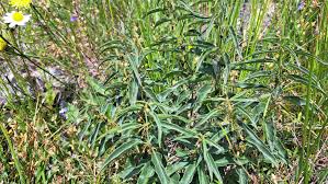 Image result for Vincetoxicum