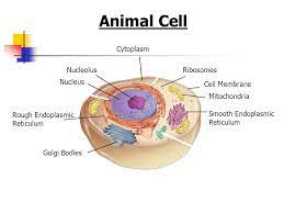 The folded structure, which contains cisternae and lumen, aids the function of the organelle. Cell Structures Functions And Transport Ppt Video Online Download