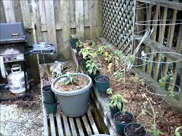 We did not find results for: Bhut Jolokia Ghost Pepper From Planting To Picking 200 Days Youtube