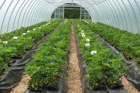 Province of british columbia ministry of agriculture, fisheries and food. Greenhouse Farming Business Plan For Beginners Agri Farming