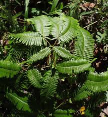 Image result for Dicranopteris elegantula