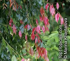 Image result for Syzygium niassense