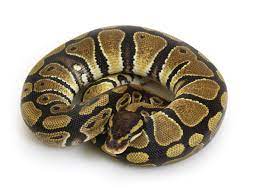 Ball pythons are a very popular snake in the united states. Ball Python Care Guide Pethelpful