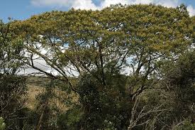 Image result for Pauridiantha dewevrei