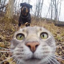 Check Out This Cat Taking Selfies Adorable Cat Selfie Kittens And Puppies Cats And Kittens