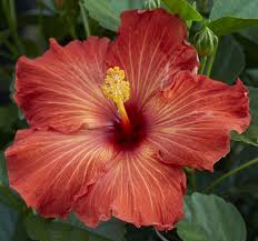 Inspired by her actions, her fan, dentist julian winston reconsiders marrying toni, however, he worries on her insistence on honesty. Pin On Hibiscus