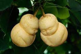 When i was young, i dreamed of having a large yard so i could plant all kinds of fruit trees. Babies Now Being Grown On Trees All Over The World