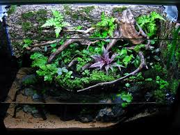 15g Paludarium Journal Planted Aquarium Reptile Habitat Aquarium Garden