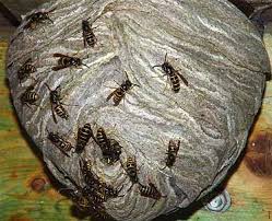 Maybe you would like to learn more about one of these? Jaanas Gott O Blandat