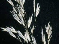 Image result for Bromus  kalmii