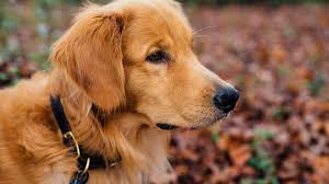 11 Best Dog Food For Golden Retrievers Updated For 2019