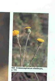 Image result for Crassocephalum vitellinum