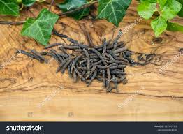 Image result for Xylopia aethiopica