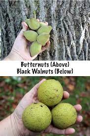 We select the varieties we grow for disease resistance (in our humid climate in the arkansas ozarks), flavor, overall variety in our diet, and hardiness to zone 7 or colder. Foraging Butter Nuts Juglans Cinerea Butternut Tree Identification And Processing